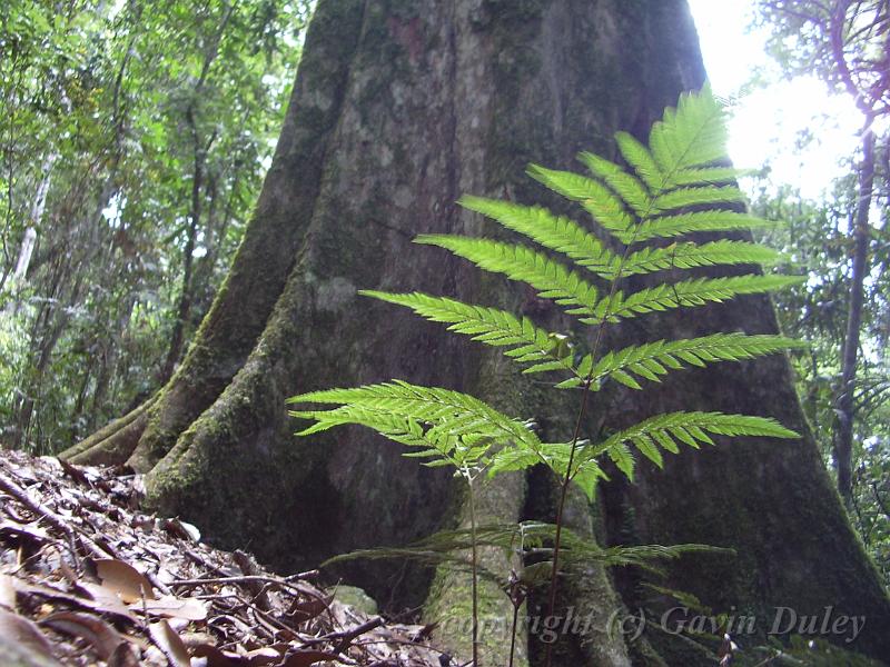 Fern, Binna Burra MGP1375.JPG